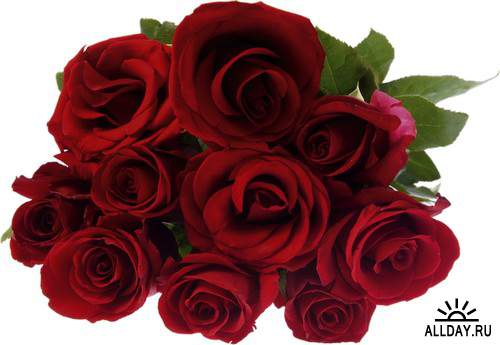 Bouquets of Red Roses Красные розы  - признание