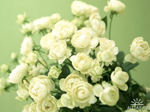 Flowers Wallpapers (2)