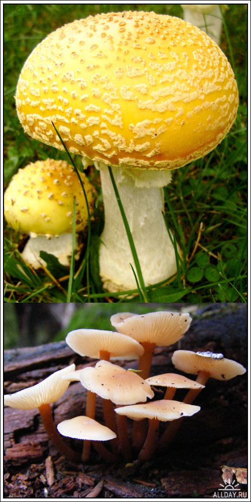 Фотоклипарт - mushrooms-1