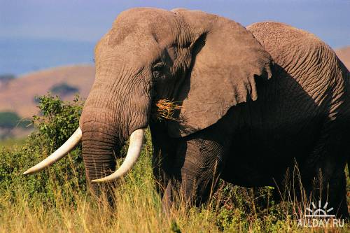 Amazing Elephants Pictures / Удивительные слоны