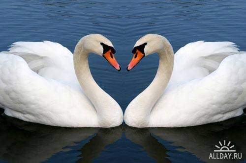 Два прекрасных лебедя | Two lovely swans