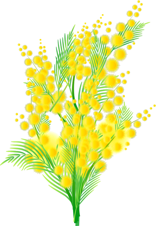 Мимоза - королева цветов