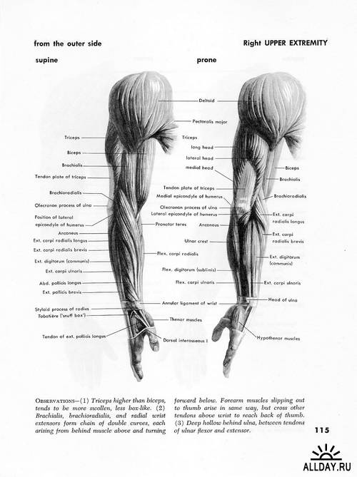 Atlas of human anatomy for the artist. Stephen Rogers Peck