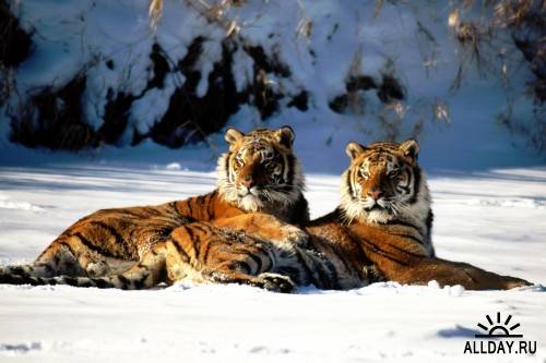 Хищные кошки - Леопард, Гепард, Барс, Тигр, Ягуар и Лев