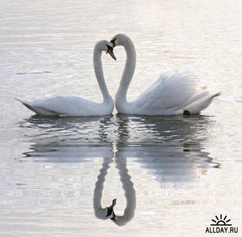 Два прекрасных лебедя | Two lovely swans