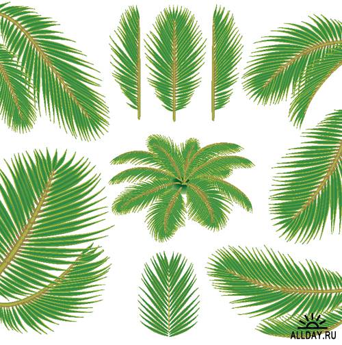 Пальмовые листья в векторе | Palm leaves - Stock Vectors