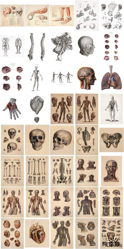 Visual Language 08 Art of Anatomy 1513-1879