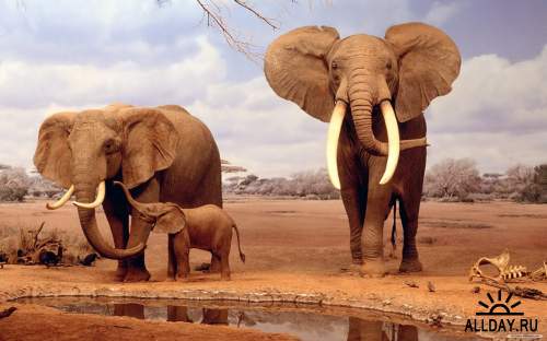 Обои со слониками и слонами для рабочего стола