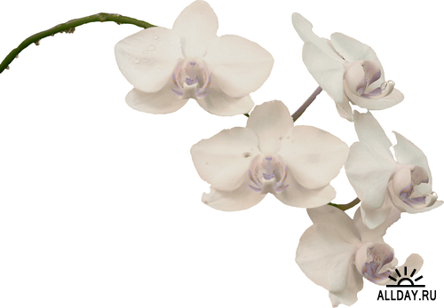 Orhids # 5 \ Орхидеи # 5