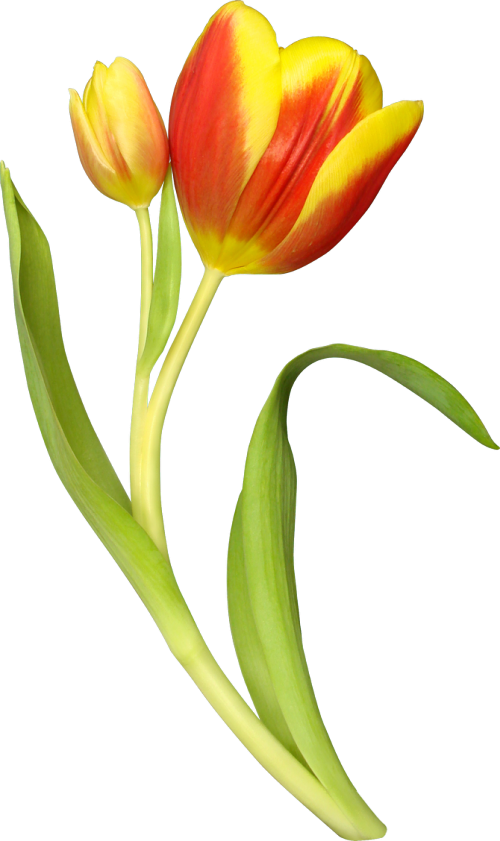 Yellow Tulips Желтые тюльпаны - вестники разлуки...