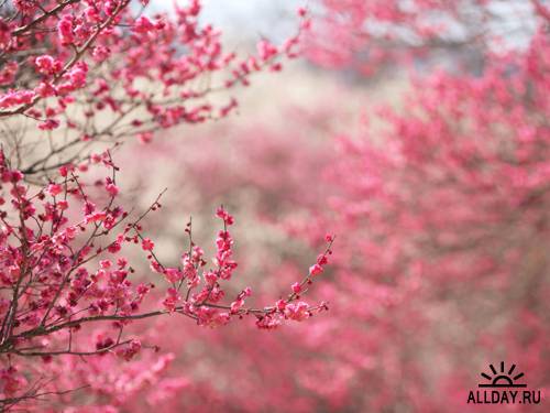 Сакура,цветущая вишня | Sakura,flowering cherry