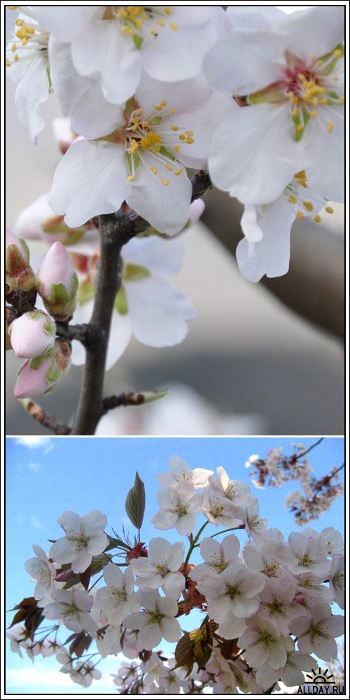 Фотоклипарт - Cherry blossom