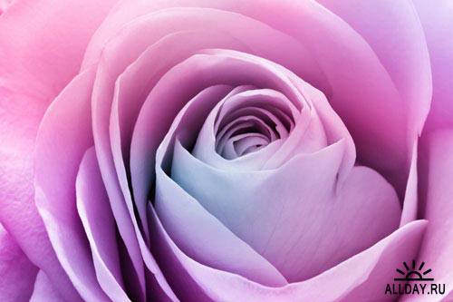 Розы крупным планом | Close up of various rose