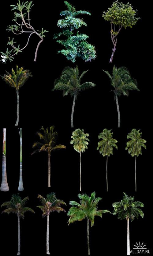 Тропические Деревья и Листва