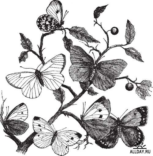 Insects invertebrates - Butterflies and beetles graphics | Насекомые и беспозвоночные - бабочки и жуки  - Набор графических элементов дизайна для колл