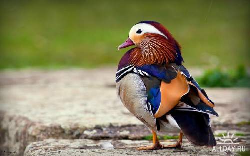 Качественные фотографии птиц различных видов для украшения рабочего стола
