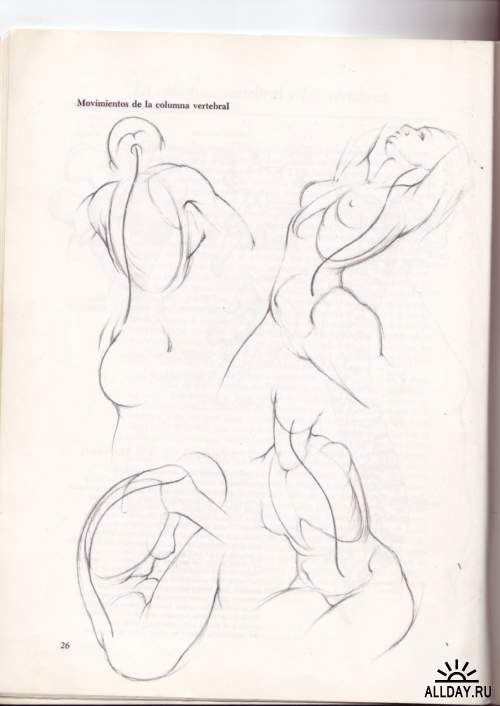 Dibujo Anatomico de la Figura Humana