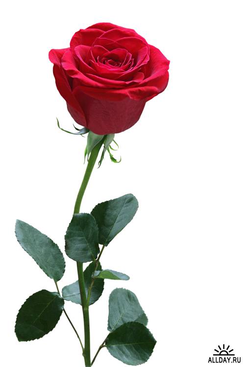 Красные розы | Red Roses - UHQ Stock Photo