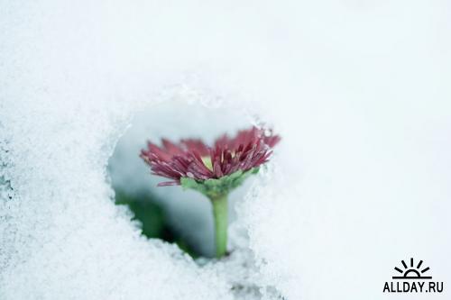Zen Shui - Winter Nature