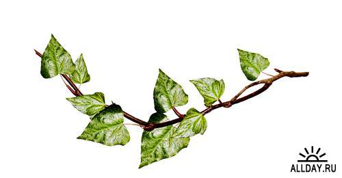 Branch with leaves and without leaves 1 | Ветка с листьями и без листьев 1 - Набор элементов для коллажей