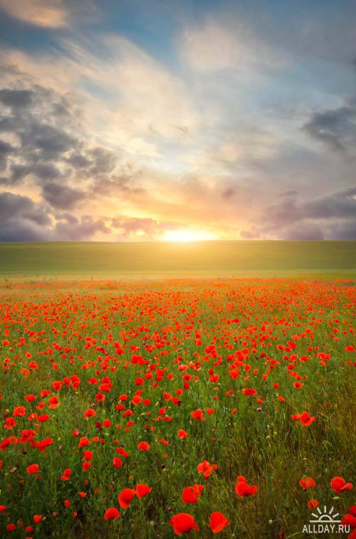 Field with green grass and red poppies