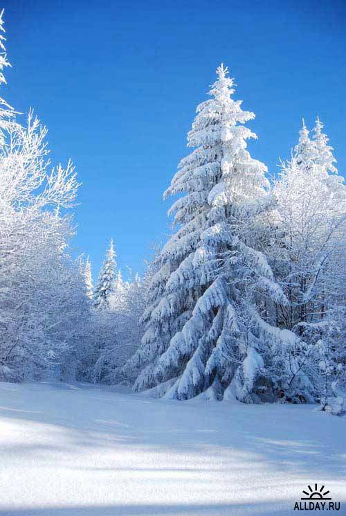 Trees covered with snow | Покрытые снегом деревья