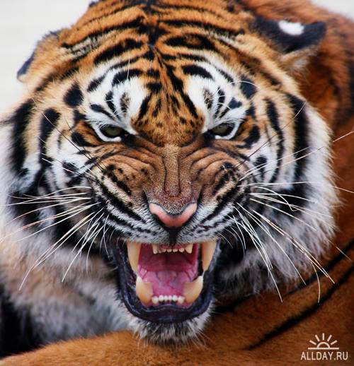 Тигры - Растровый клипарт | Tiger - UHQ Stock Photo