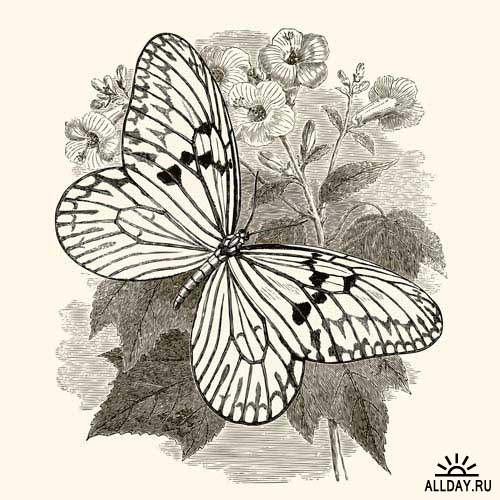 Винтажный бабочки | Vintage butterflies