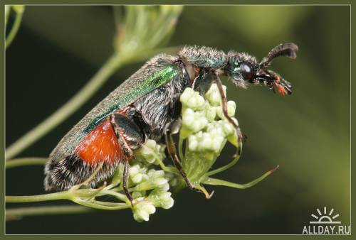 Окружающий мир через фотообъектив - Insects: Coleoptera (Насекомые: Жуки)Часть 5