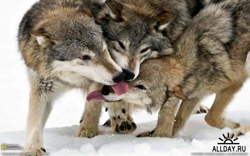 Обои с дикими волками для рабочего стола