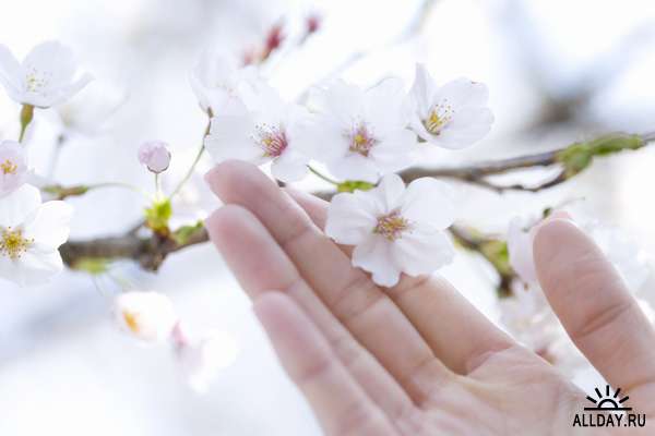 Клипарт - Цветение вишни / DAJ379 Cherry Blossoms