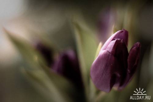 Красивые фотографии цветов от Harold Lloyd
