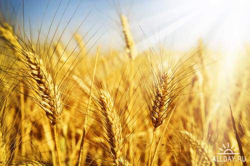 Crop, corn, ears cereal plants in field 1 | Урожай, зерно, колосья злаковых растений в поле 1