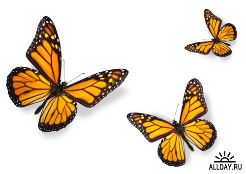 Бабочки - растровый клипарт | Butterfly - UHQ Stock Photo