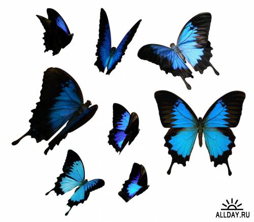 От гусеницы до бабочки / Butterflies by Jinxmim (PSD-исходник)