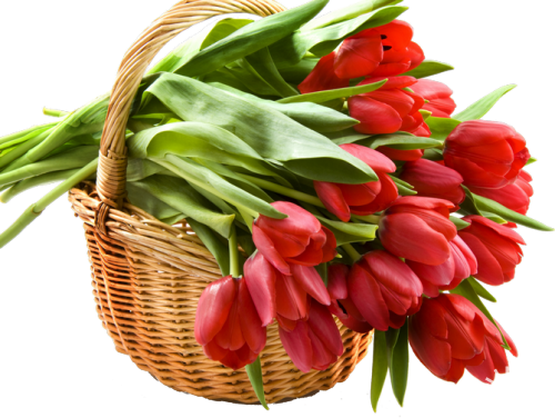 Tulips Bouquet Букеты из тюльпанов