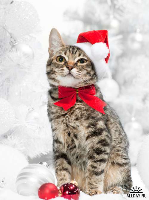 Новогодние коты - Растровый клипарт | Christmas Cat - UHQ Stock Photo