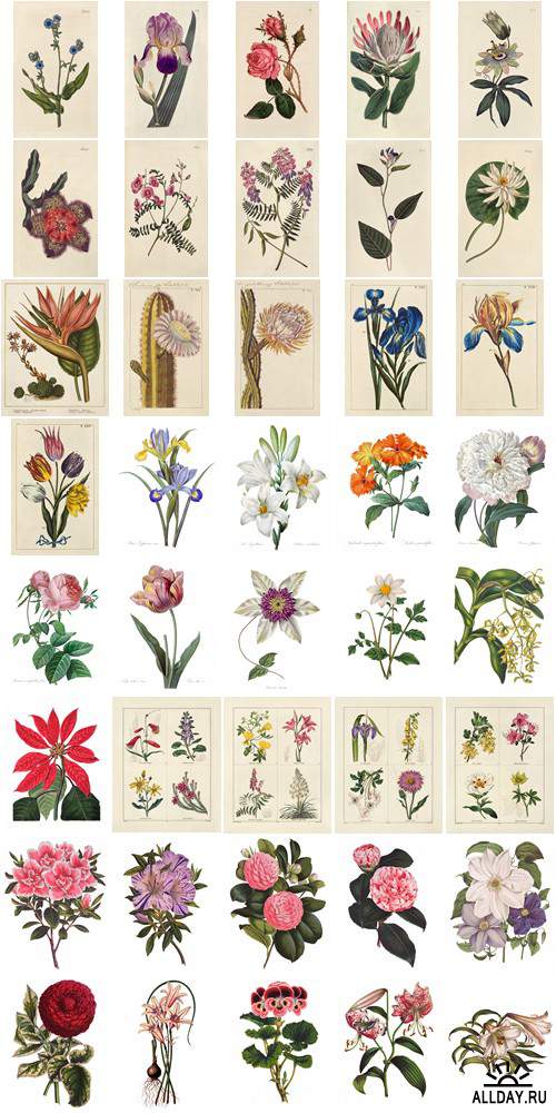 Visual Language 06 Antique Floral Illustrations 1640-1884