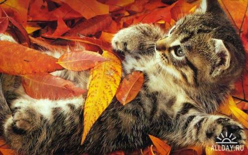 Осенняя пора- очей очарование.
