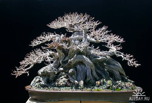 Bonsai - miniature tree | Бонсай - миниатюрное дерево