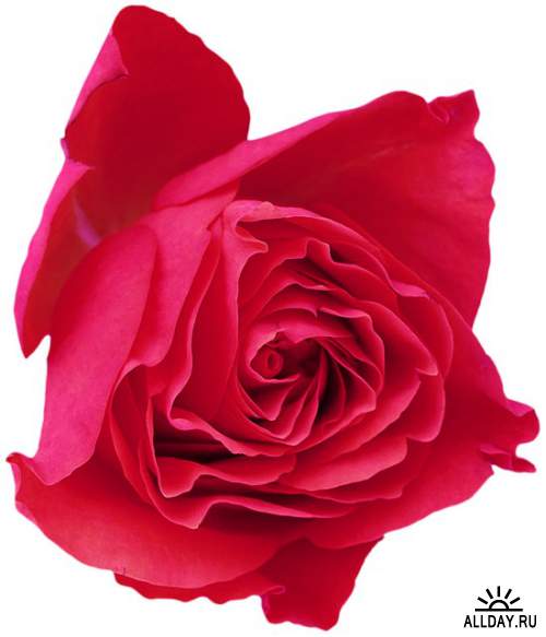 Как хороши, как свежи... - розы и композиции из роз на прозрачном фоне