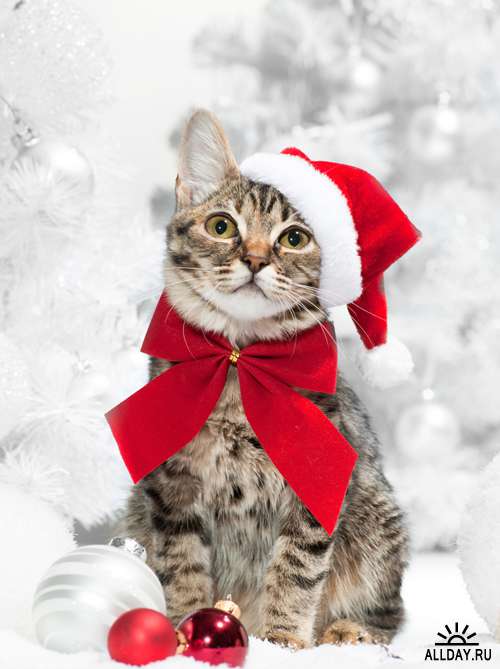 Новогодние коты - Растровый клипарт | Christmas Cat - UHQ Stock Photo
