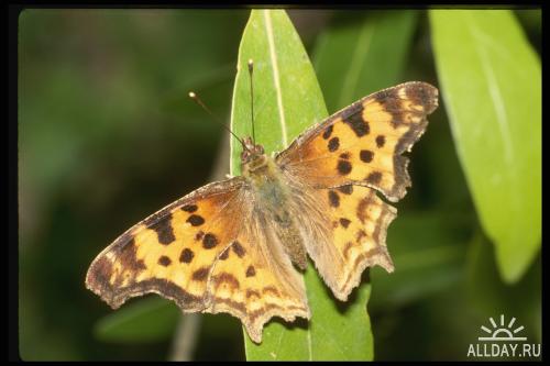 Corel Photo Libraries - COR-052 Butterflies