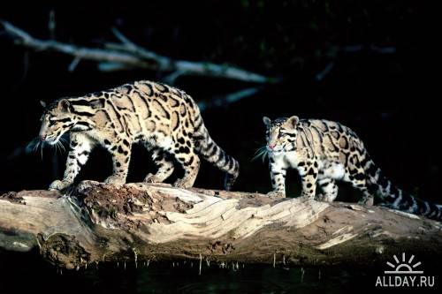 Хищные кошки - Леопард, Гепард, Барс, Тигр, Ягуар и Лев