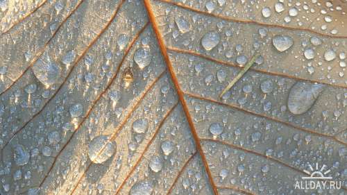 Drops water, rain and dew on leaves and flowers 3 | Капли воды, дождя и росы на листьях и цветах 3