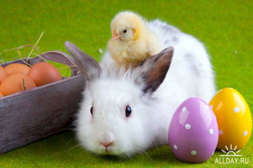 Stock Photo: Rabbit and Easter egg | Кролик и пасхальное яйцо