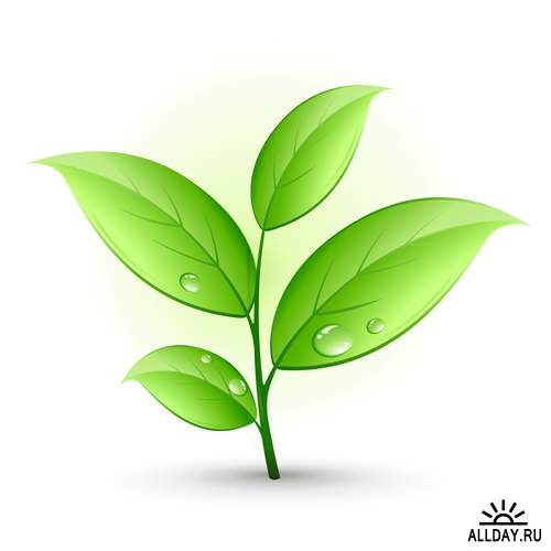Зеленые листья - Векторный клипарт | Green leaves - Stock Vectors