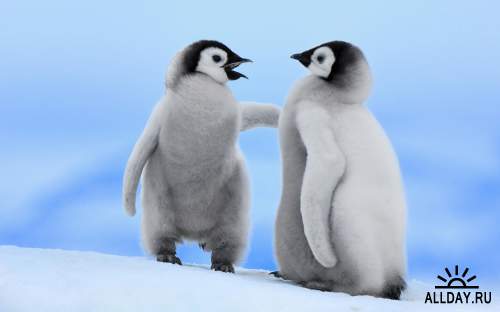 Обои с пингвинами для рабочего стола