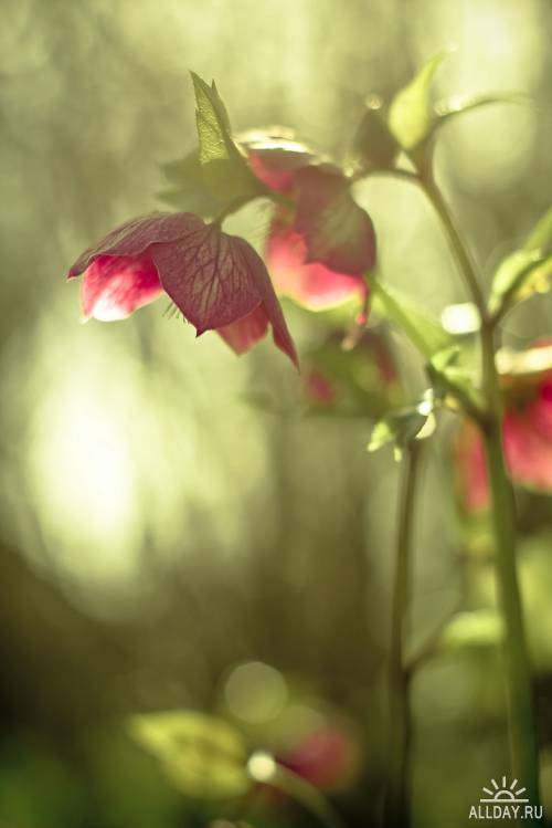 Красивые фотографии цветов от Harold Lloyd