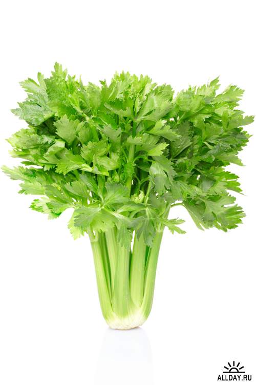 Сельдерей - Растровый клипарт | Celery - UHQ Stock Photo